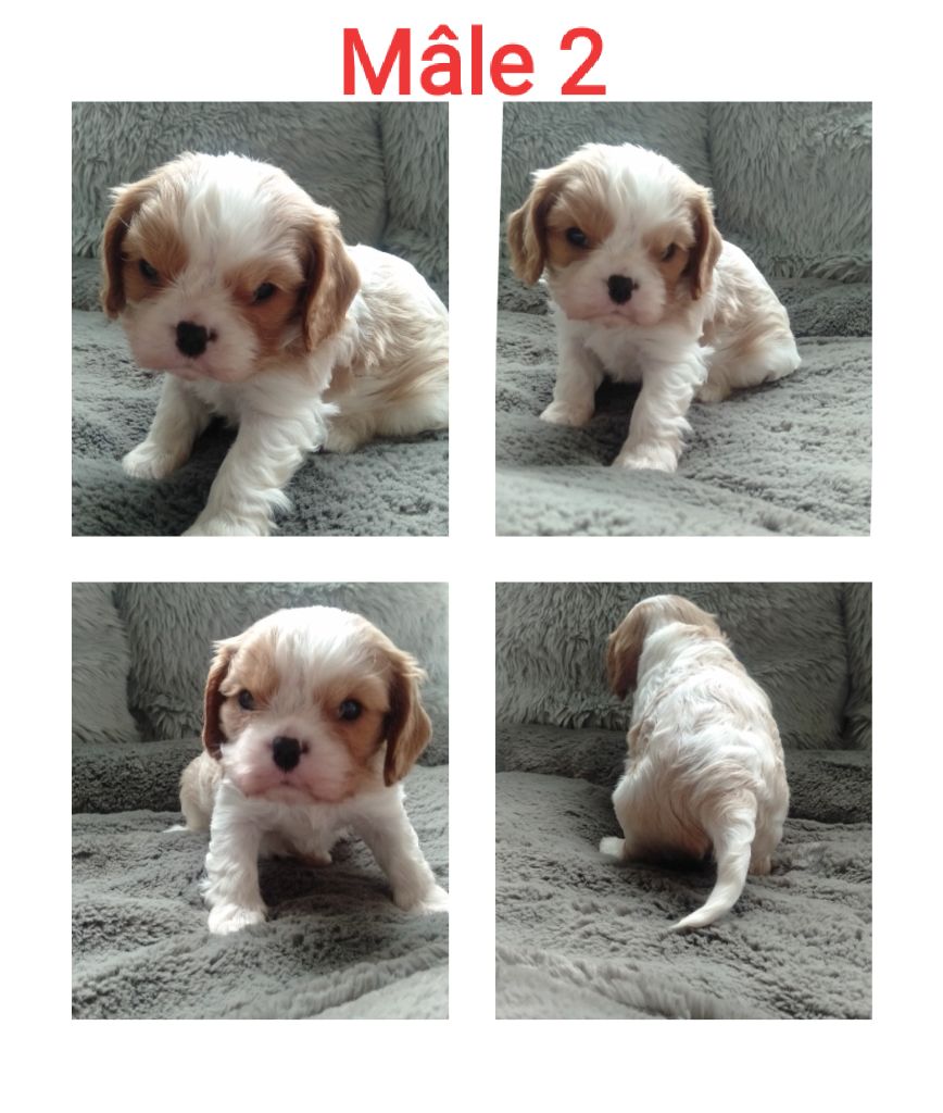 Du Domaine De Sissi - Chiot disponible  - Cavalier King Charles Spaniel