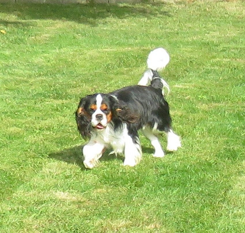 Thor de la maison du riez