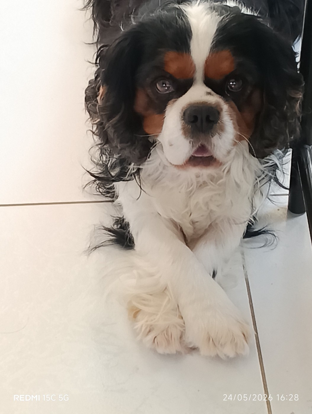 Arrivée de Thor de la maison du Ryez